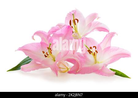 Drei wundervolle pinkfarbene Lilien mit einer Knospe auf weißem Hintergrund, einschließlich Schnittpfad ohne Schatten. Stockfoto