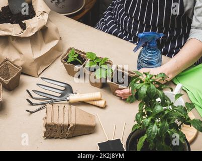 Eine Frau sitzt in einem Raum und pflanzt Pflanzen in Pappbechern auf dem Tisch Stockfoto