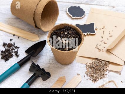 Dillsamen, biologisch abbaubare Töpfe und Gartenwerkzeuge aus der Nähe. Gartenarbeit im Innenbereich und Keimung von Kräutern Stockfoto