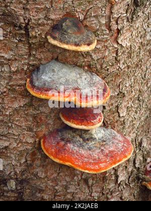 Rotgürtelschwanz, Rotrandiger Baumschwamm, Fomitopsis pinicola Stockfoto