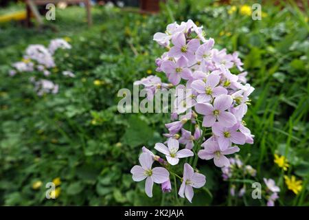 Wiesenschaumkraut, Wiesen-Schaumkraut (Cardamine pratensis), BlÃ¼tenstand Stockfoto