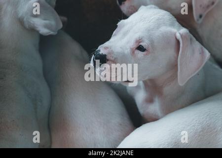 Der weiße Welpe Dogo Argentino Portrait. Stockfoto