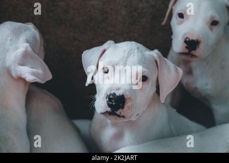 Der weiße Welpe Dogo Argentino Portrait. Stockfoto