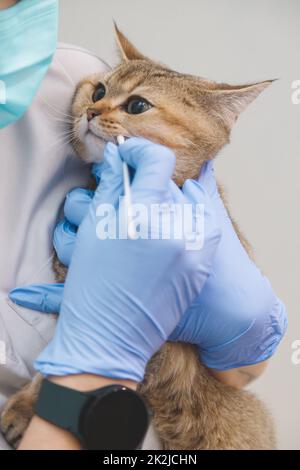 Der Arzt nimmt der Katze zur Analyse einen Tupfer aus dem Mund. Tierarzt und Haustiergesundheit Stockfoto