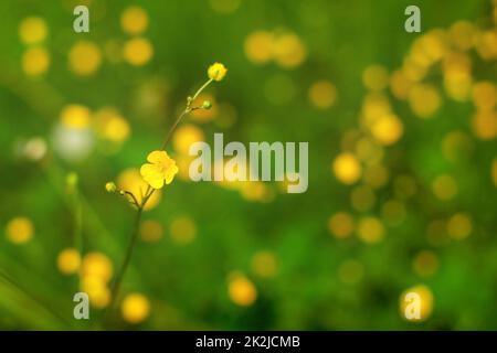 Foto mit geringer Tiefenschärfe (nur eine Blume im Fokus), Butterblume (Ranunculus acris), mit mehr verschwommenen Pflanzen im Hintergrund. Abstrakter Frühjahrshintergrund Stockfoto