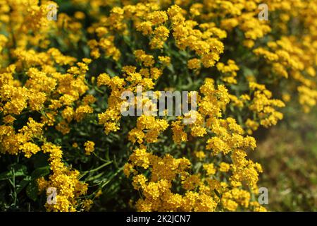 Flache Tiefenschärfe (nur wenige Blüten im Fokus) Foto von kleinen gelben beständige Blumen Leuchten von Sun. Abstrakte Frühling Hintergrund. Stockfoto