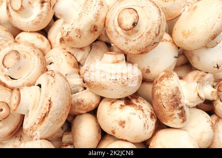 Champignon Pilze auf Lebensmittel Markt angezeigt. Kyrenia, Zypern Stockfoto