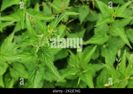 Flache Tiefenschärfe Foto, nur oben auf Blumen und Blätter im Fokus, Brennnessel (Urtica dioica) mit mehr grüne Pflanzen in zurück. Stockfoto