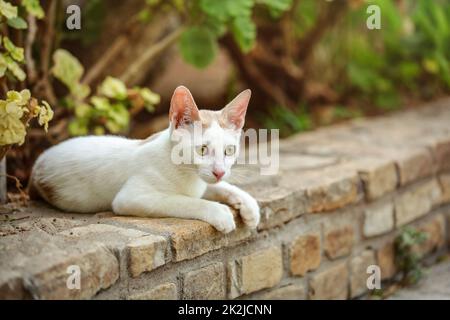 Weiß streunende Katze auf dem Weg zu bändigen, grüne Büsche und Blumen hinter ihr. Stockfoto