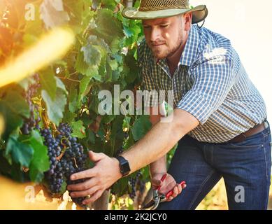 Die höchste Qualität der Trauben. Kurzer Schuss eines Bauern, der Trauben erntet. Stockfoto