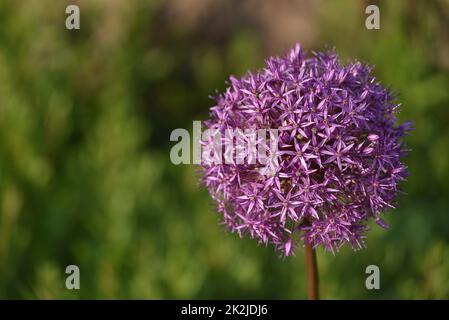 Blühende Zwiebel Allium Globemaster - Zierlauch Stockfoto