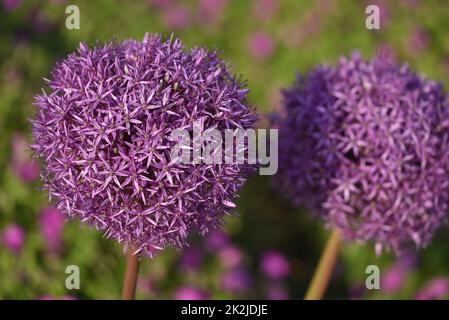 Zierzwiebel Globemaster - Zierlauch Allium Globemaster Stockfoto