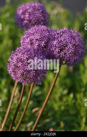 Zierzwiebel Globemaster - Zierlauch Allium Globemaster Stockfoto