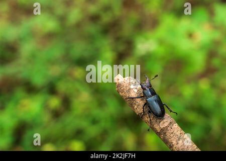 Hirschkäfer auf einem Zweig Stockfoto