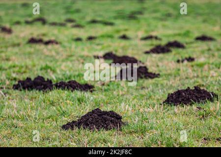 Nahaufnahme von Maulwurfhügeln auf einer Wiese Stockfoto