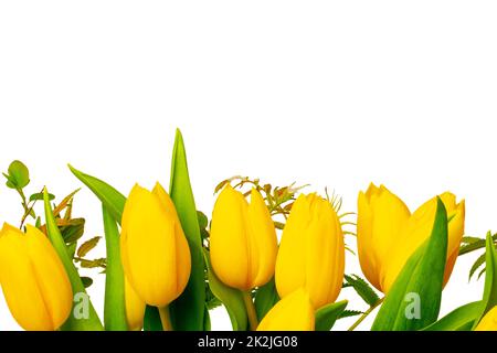 Blumen im Hintergrund. Ein Haufen gelber, frischer, wunderschöner Tulpenbouquet, isoliert auf weißem Hintergrund. Makro. Kartendesign. Hallo Frühling. Geburtstagsgrüße oder andere Feste. Stockfoto