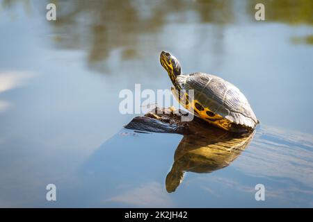 Eine gemalte Schildkröte bekommt im Frühjahr etwas Sonne auf einem Baumstamm Stockfoto