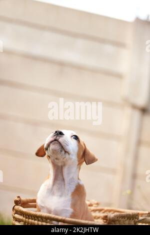 Vielleicht würde ich nicht einfach hier übernachten. Aufnahme eines Pitbull-Welpen in einem Korb. Stockfoto