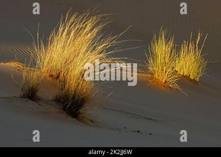 Gräser auf Wüstensanddünen Stockfoto