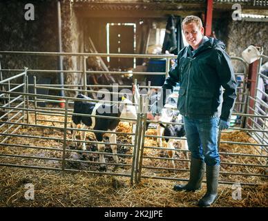 Qualitätslandwirtschaft produziert Qualitätskühe. Aufnahme eines Bauern, der auf einem Milchviehbetrieb zu den Kälbern tendiert. Stockfoto