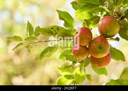 Das Apfelpflücken hat noch nie so verlockend ausgesehen. Reife rote Äpfel hängen an einem Baum in einem Obstgarten - Nahaufnahme. Stockfoto