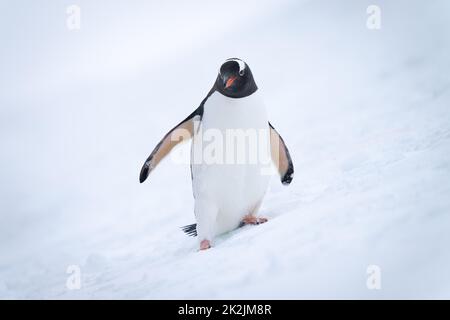 Gentoo Pinguin auf verschneiten Hügel beobachten Kamera Stockfoto