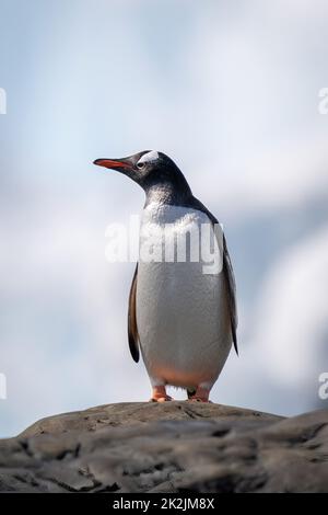 Gentoo Pinguin thront auf einem Felsen und schaut nach links Stockfoto