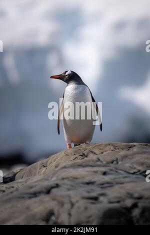 Gentoo Pinguin verbarscht sich auf dem Felsen und dreht sich um den Kopf Stockfoto