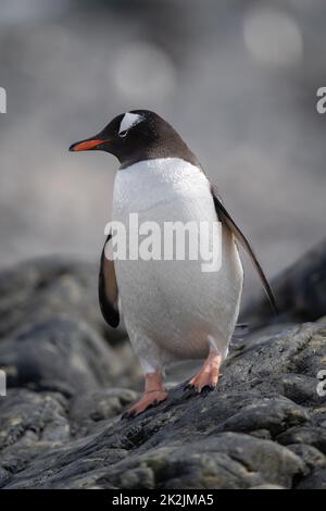 Gentoo Pinguin steht balancierend auf felsigen Strand Stockfoto