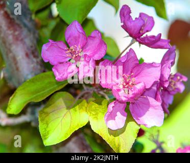 Blassrosa Apfelblumen Stockfoto