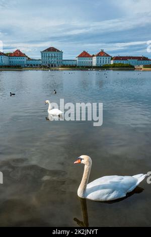 Schwan im Teich bei Schloss Nymphenburg. München, Bayern, Deutschland Stockfoto