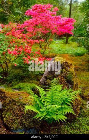 Japanischer Garten, Park Clingendael, Den Haag, Niederlande Stockfoto