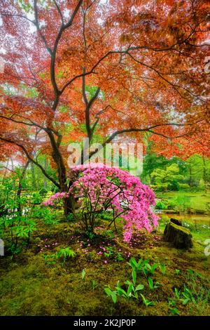 Japanischer Garten, Park Clingendael, Den Haag, Niederlande Stockfoto