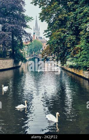 Brügger Kanal mit weißen Schwanen zwischen alten Bäumen mit der Kirche unserer Lieben Frau im Hintergrund. Brügge, Belgien Stockfoto