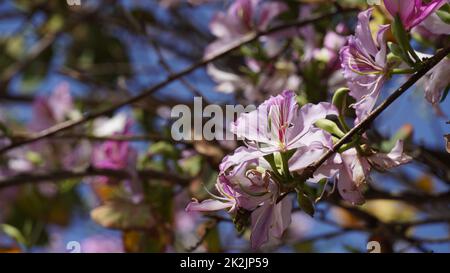 Bauhinia purpurea Baum blüht in Israel Stockfoto