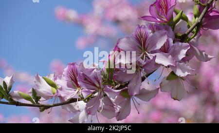 Bauhinia purpurea Baum blüht in Israel Stockfoto