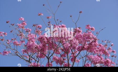 Rosa Trompetenbaum (Handroanthus impetiginosus). Tabebuia rosea ist ein neotropischer Baum der Pink Flower im Park. Blüht im Frühling. Stockfoto