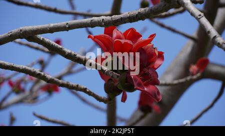 Blüht die Bombax Ceiba (lat. - Bombax ceiba) oder Cotton Tree. Blume des Seidenbaumwollbaums im Park von Israel. Stockfoto