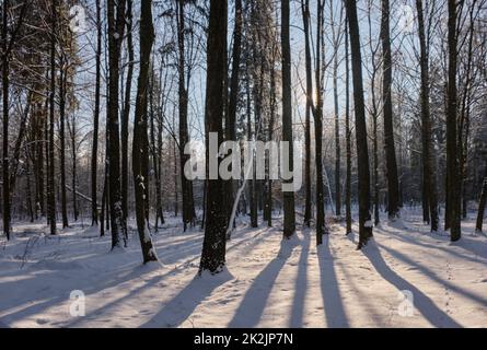 Der alte Laubwald am sonnigen Wintertag Stockfoto
