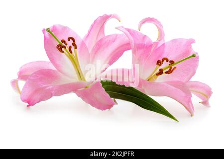 Zwei wundervolle pinkfarbene Lily isoliert auf weißem Hintergrund, einschließlich Schnittpfad ohne Schatten. Stockfoto