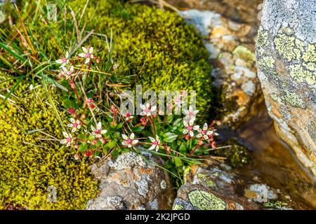 Sternenhimmel Steinbrech eine arktische Blume im Sommer Stockfoto