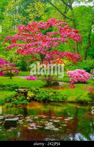 Japanischer Garten, Park Clingendael, Den Haag, Niederlande Stockfoto