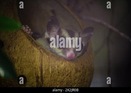 Der bengalische, langsame Loris, der sich ins Loch schleicht, ist ein kleines Tier mit weichen, kurzen, dicken, dunkelbraunen Haaren vom Kopf über den Rücken, das geschockt wurde, um seinen Arm in sein Gesicht zu stecken Stockfoto