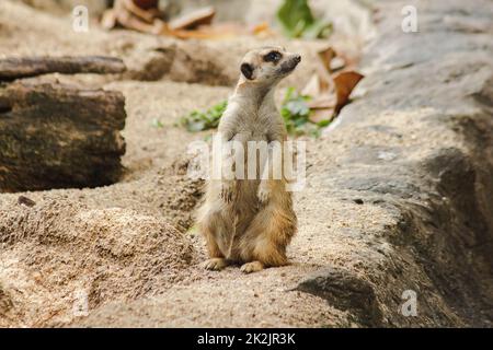 Erdmännchen haben eine kleine Körpergröße. Ist ein Säugetier Meerkat ist ein wachsamer Wächter, steht und sitzt, beobachtet seine Augen, sucht nach Feinden zu entkommen. Stockfoto