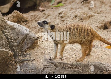 Erdmännchen haben eine kleine Körpergröße. Ist ein Säugetier Meerkat ist ein wachsamer Wächter, steht und sitzt, beobachtet seine Augen, sucht nach Feinden zu entkommen. Stockfoto