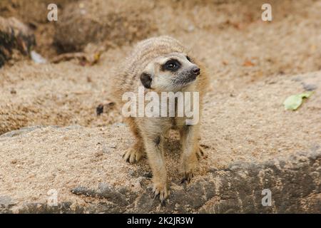 Erdmännchen haben eine kleine Körpergröße. Ist ein Säugetier Meerkat ist ein wachsamer Wächter, steht und sitzt, beobachtet seine Augen, sucht nach Feinden zu entkommen. Stockfoto