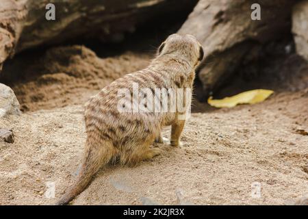 Erdmännchen haben eine kleine Körpergröße. Ist ein Säugetier Meerkat ist ein wachsamer Wächter, steht und sitzt, beobachtet seine Augen, sucht nach Feinden zu entkommen. Stockfoto