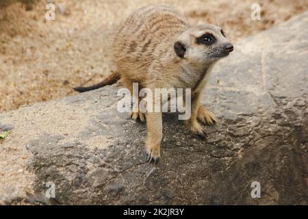 Erdmännchen haben eine kleine Körpergröße. Ist ein Säugetier Meerkat ist ein wachsamer Wächter, steht und sitzt, beobachtet seine Augen, sucht nach Feinden zu entkommen. Stockfoto