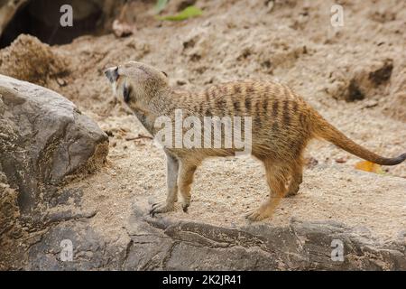 Erdmännchen haben eine kleine Körpergröße. Ist ein Säugetier Meerkat ist ein wachsamer Wächter, steht und sitzt, beobachtet seine Augen, sucht nach Feinden zu entkommen. Stockfoto