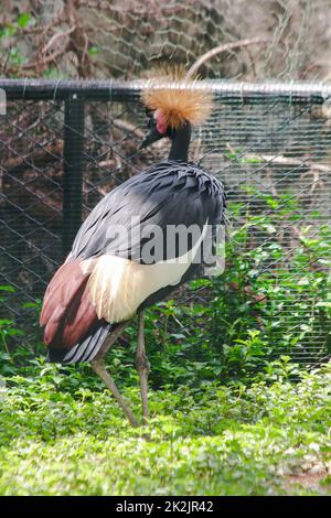 Black Crowned Crane ist ein Vogel in der Kranichfamilie. Gefunden in Savannah Grasland in Afrika, südlich der Sahara Wüste. Stockfoto